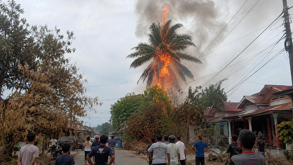 Pohon Kelapa Terbakar di Tengah Permukiman Palangka Raya, Kondisi Kering Jadi Alarm Bahaya