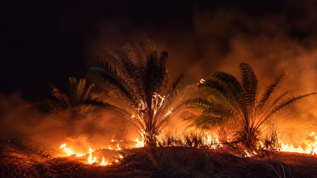 Video Kebun Kelapa Sawit Terbakar di Jalan Cilik Riwut Arah Sampit-Kobes Jadi Sorotan